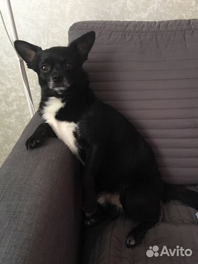 Кобель Вязка Чихуахуа. Кобель опытный