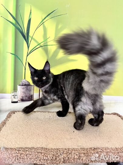 Котик мейн кун 4 месяца