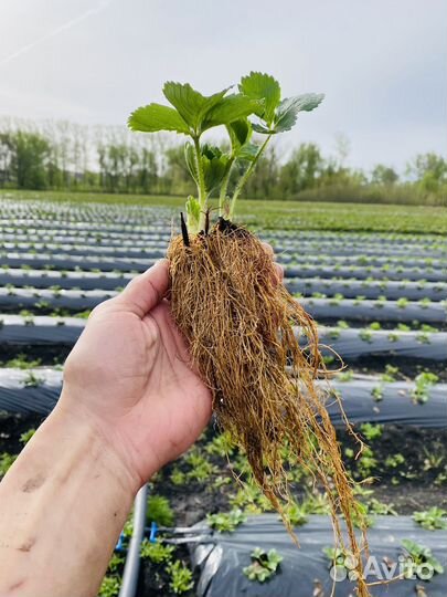 Саженцы клубники. Рассада земляники садовой