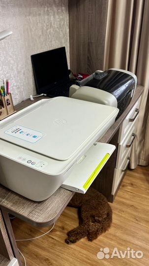 Принтер epson и hp