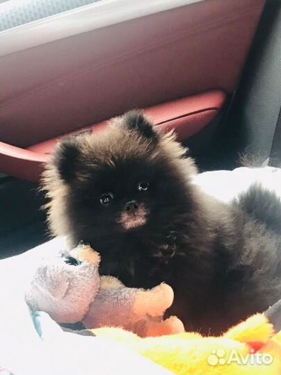 Случка, вязка, ищем девочку, шпиц-мальчик