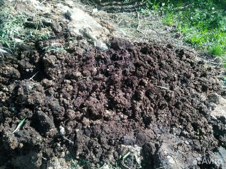 Куриный помет