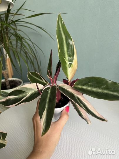 Строманта триколор