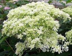 Гортензия древовидная махровая