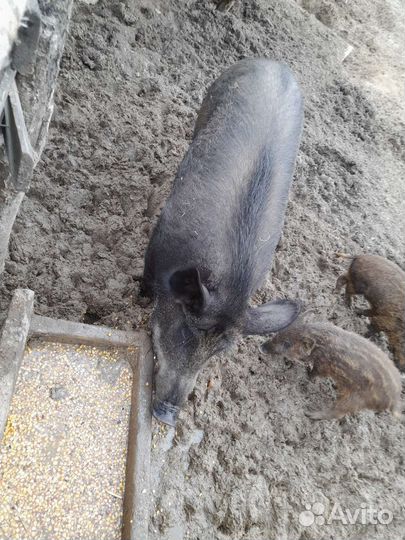 Матка кабана