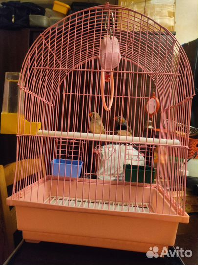 Клетка для птиц с Амадинами