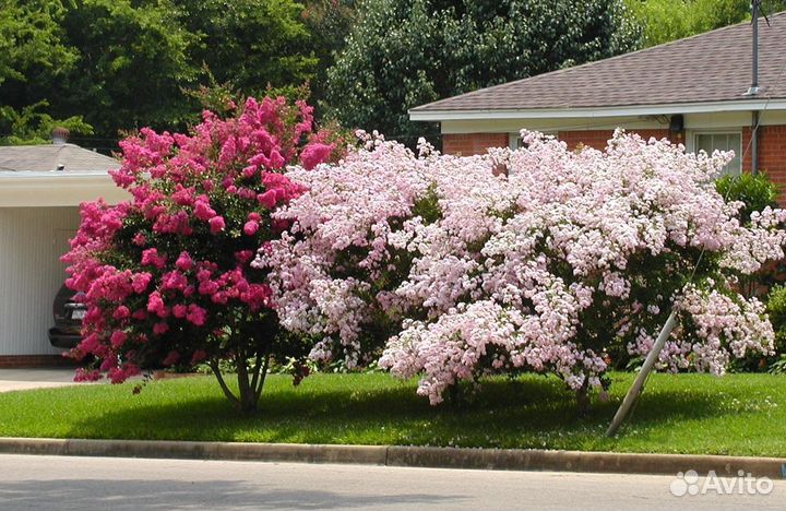 Лагерстремия