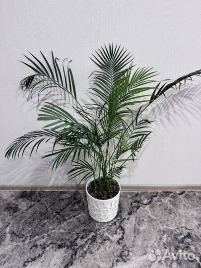 Пальма арека дипсис