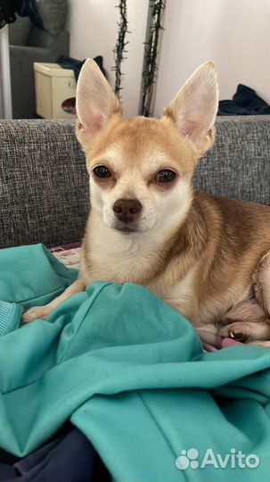 Вязка собаки