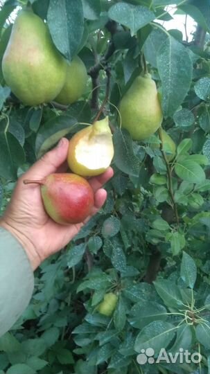 Саженцы деревьев малины ежевики