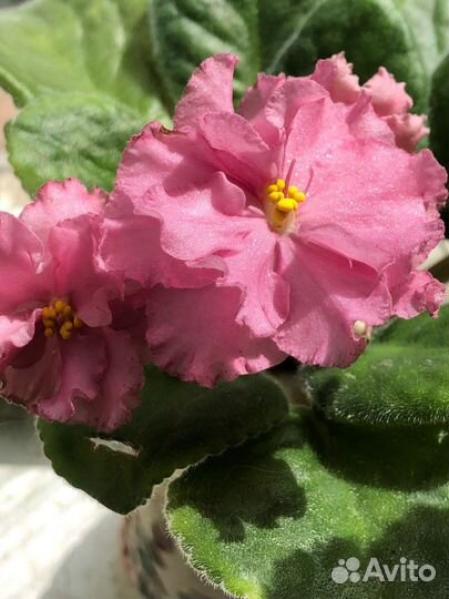 Фиалка ав-Екатерина