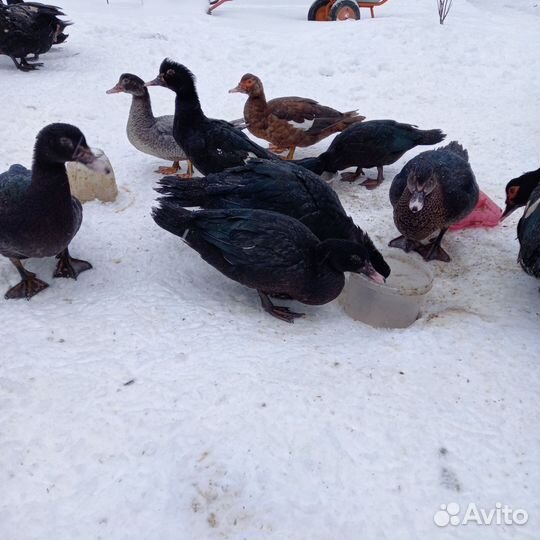 Мускусные утки тяжелые линии петушки