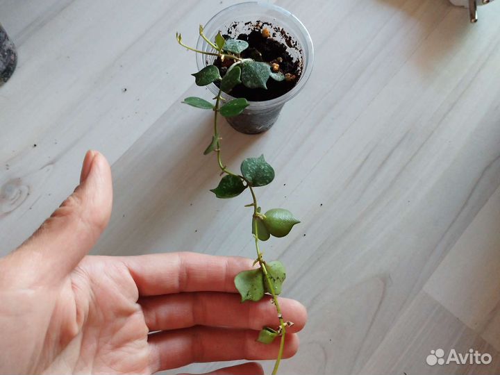 Хойи и арбузная пеперомия