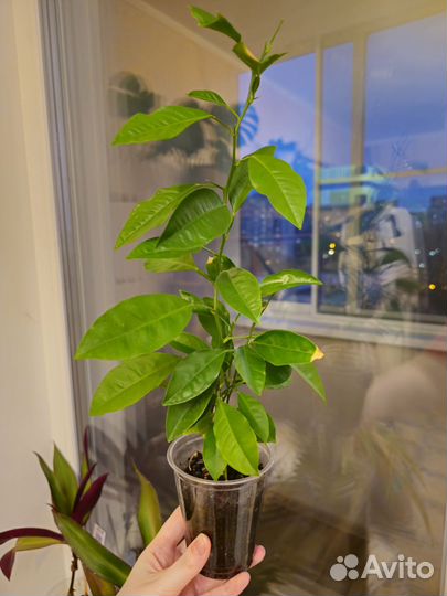 Комнатные цветы