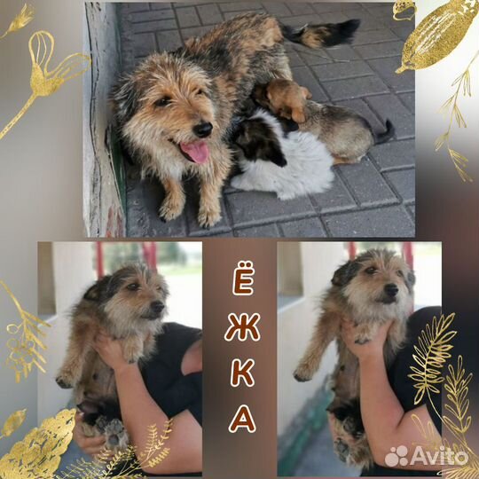 Бородатик Ëжка