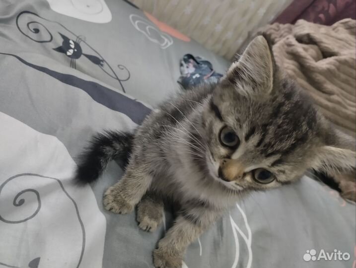 Отдам котенка в добрые руки