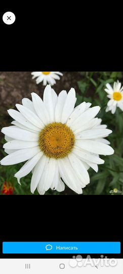 Ромашка садовая