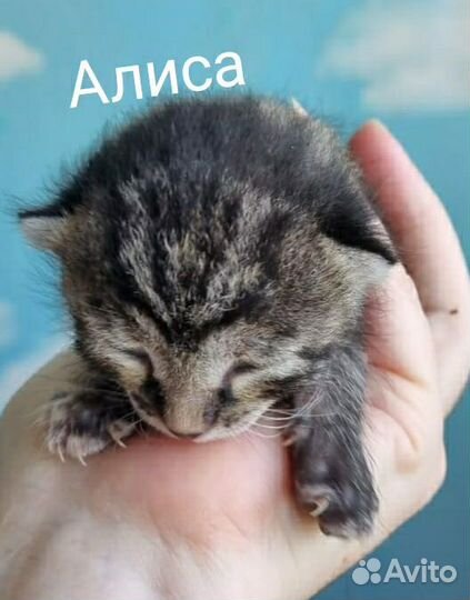Котята для счастья