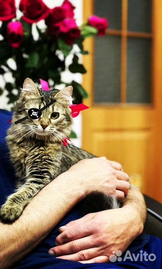 Кошечка инвалид