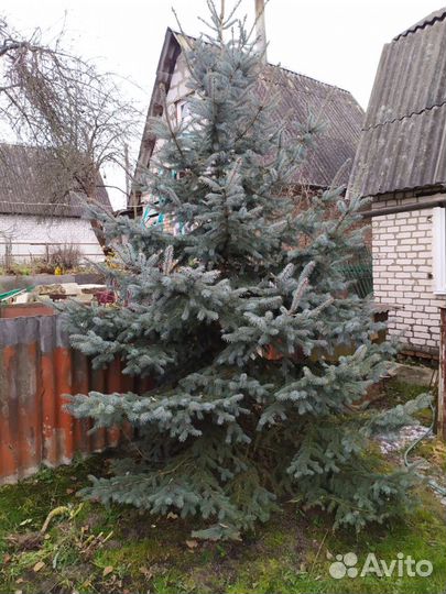 Голубая ель продажа