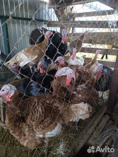 Индюшата, индюки