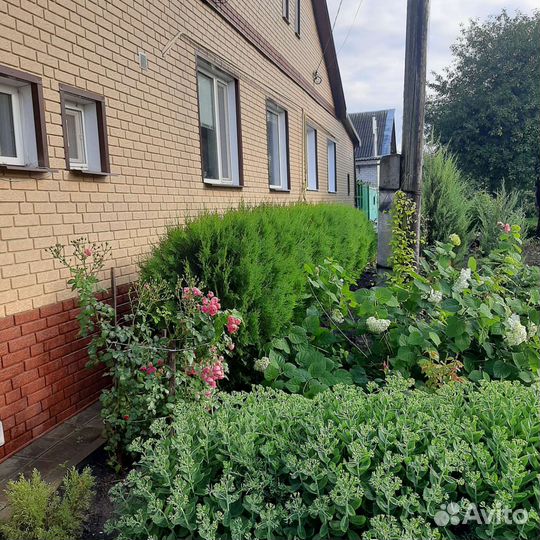 Туи брабант Высота от 20 см до 110 см