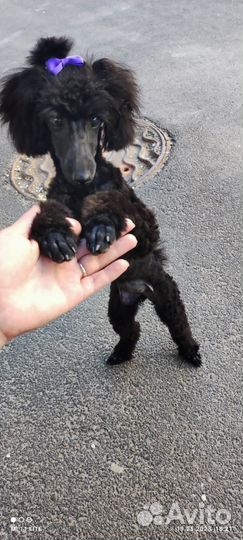 Продаю собаку