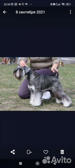 Цвергшнауцеры элитные щенки