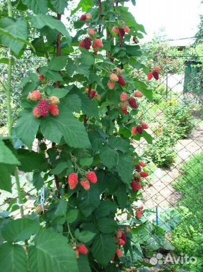 Малиновое дерево «Таруса»