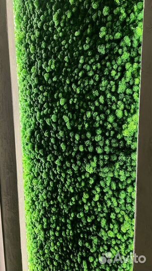 Мох стабилизированный оптом и в розницу