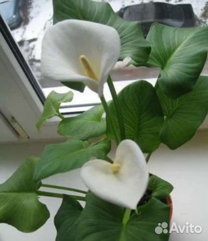 Комнатные цветы