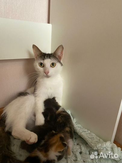 Отдам котят в заботливые добрые руки