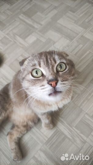 Вислоухая кошка