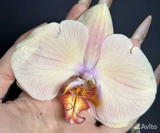 Орхидея фаленопсис биг лип и лежи мармелад