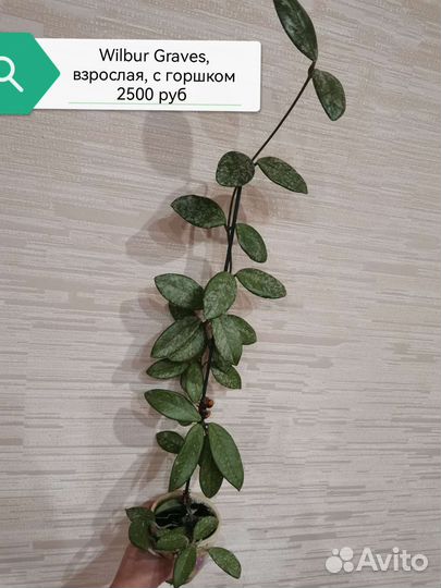 Хойя Wilbur Graves, Finlaysonii long leaf