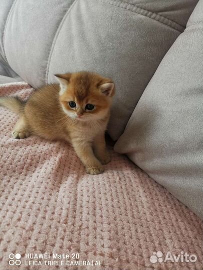 Британские котята золотая шиншилла
