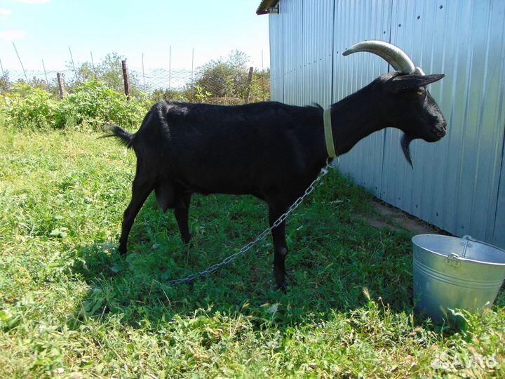 Продам козу