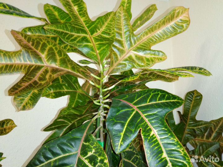 Кодиеум кротон