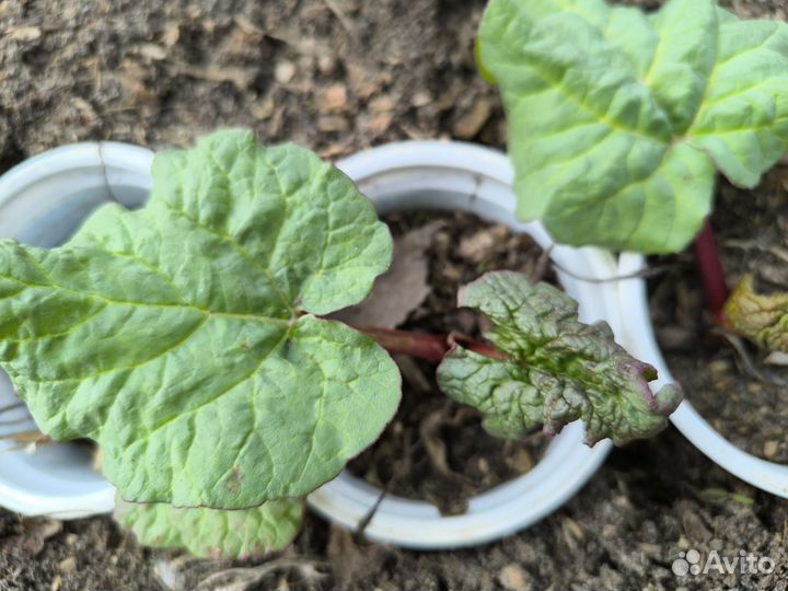 Ревень дачный