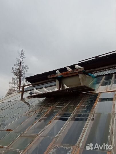 Отдам голубей