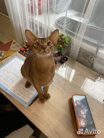 Кошечка в совладение