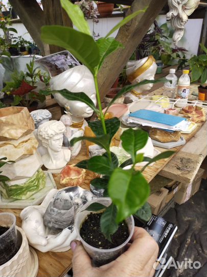 Гардения жасминовидная