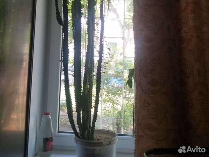 Комнатный длинный кактус