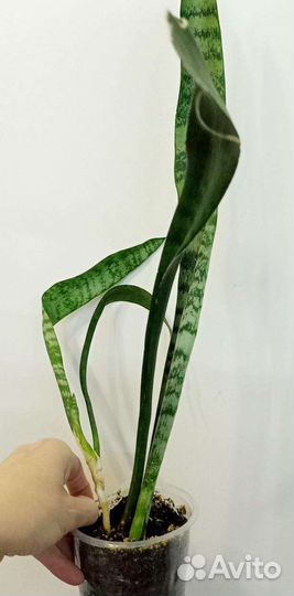 Сансевьерии