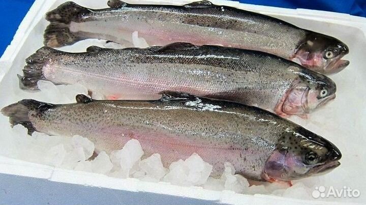 Лосось, форель из Мурманска, Карелии, Чили