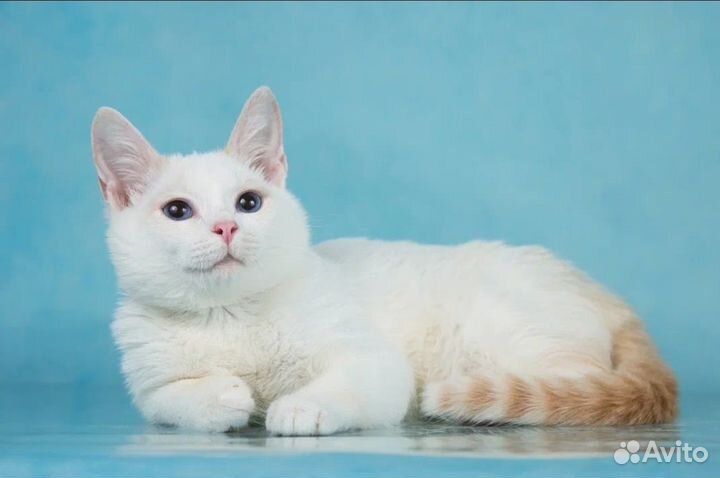 Котик ищет дом