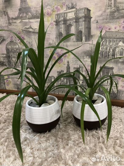 Комнатные цветы панданус