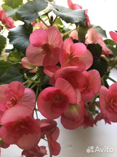 Бегония Элатиор коралловая