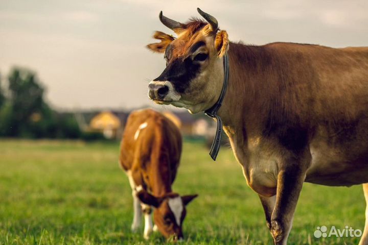 Корова дойная крс