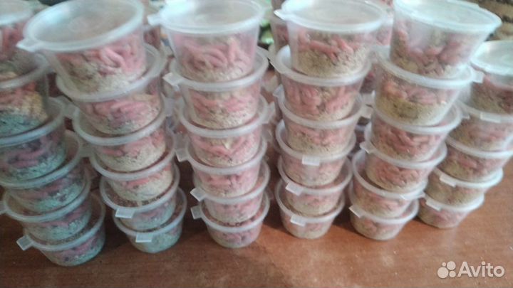 Живая наживка. Черви, мотыль, опарыш